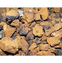 Dried Chaga Mushrooms Wild USA