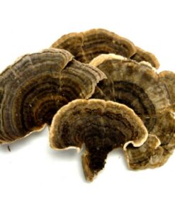Dried Turkey Tail Mushrooms