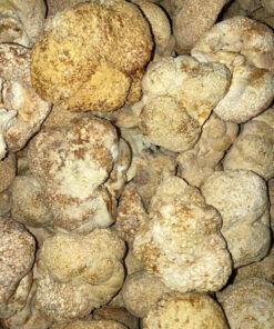Lion’s Mane Mushroom For ADHD